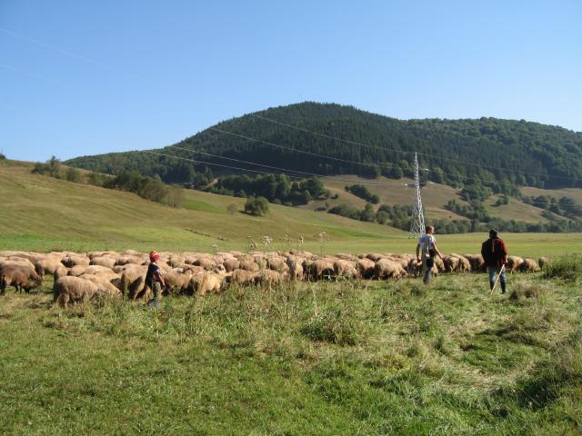 Ciucas 2011