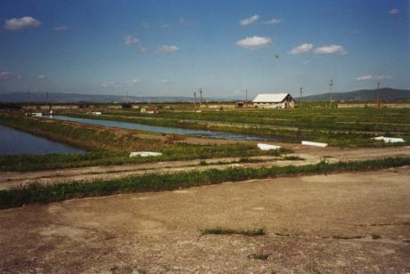 Fischteiche in Tartlau